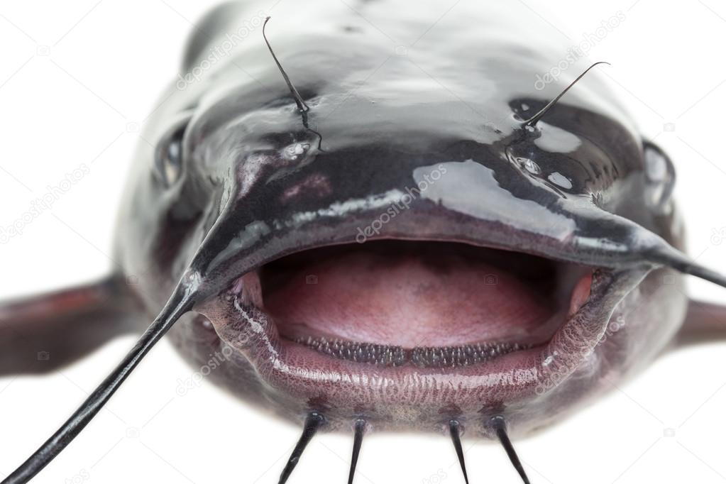 Pesce gatto della bocca Foto Stock Foto, Immagini © Photozirka