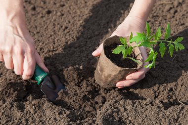 Planting tomatoes in the soil clipart