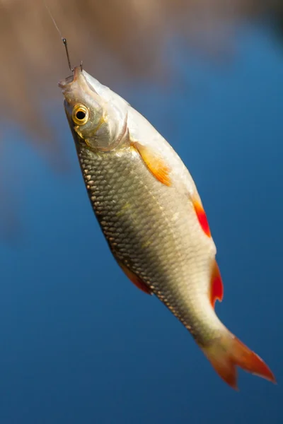 Frischer Fisch roh — Stockfoto