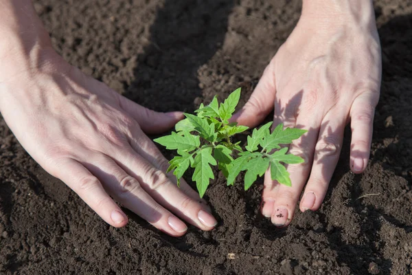 Plantando tomates no solo — Fotografia de Stock