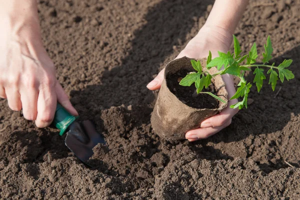 Planting tomatoes in the soil — Stock Photo, Image