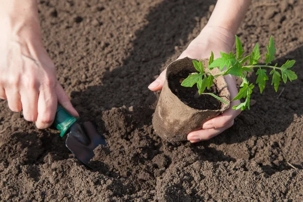 Plantando tomates no solo — Fotografia de Stock