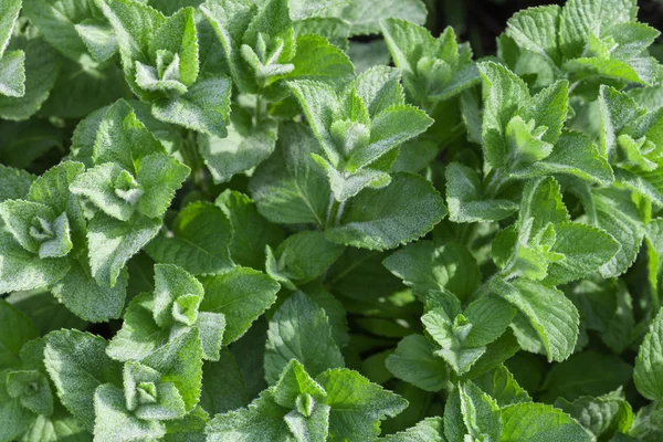 Fresh mint — Stock Photo, Image