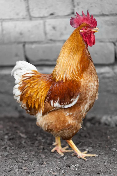 Red rooster — Stock Photo, Image