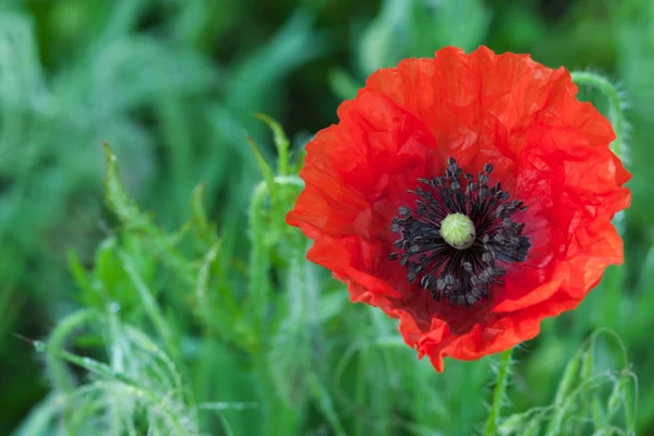 Big red poppy flower — Stock Photo, Image