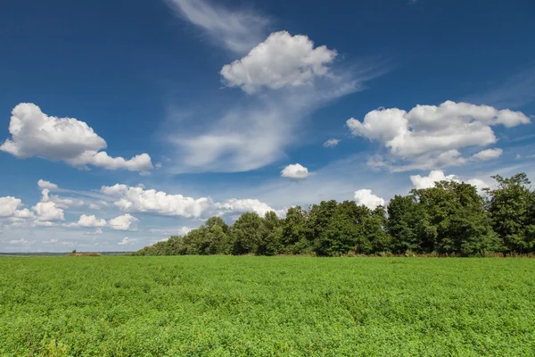 Alfalfa veld — Stockfoto