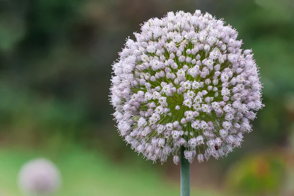 Talos de flores de cebola — Fotografia de Stock