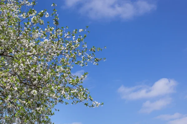Flor de primavera contra o céu azul — Fotografia de Stock