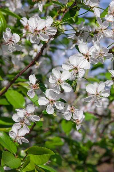Bahar kiraz çiçeği — Stok fotoğraf