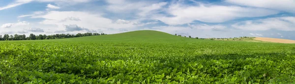 Green soybean field panoramic photo — Stock Photo, Image