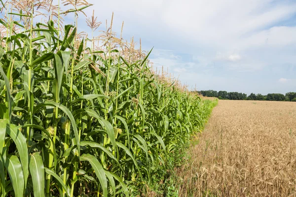 Border corn and wheat fields — Stock Photo, Image
