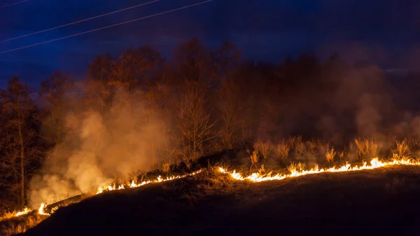Bushfire вночі — стокове фото