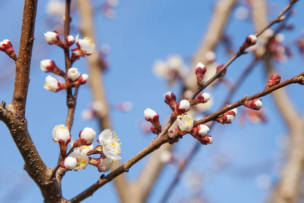 Çiçek açan kayısı — Stok fotoğraf