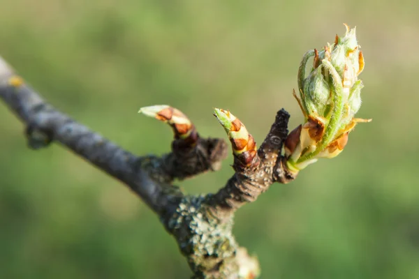 Pera di ramoscello con boccioli di fiori — Foto Stock