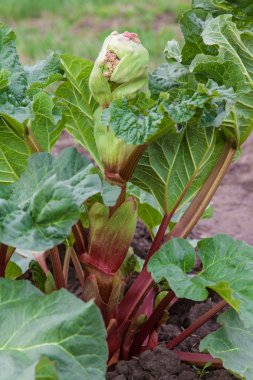 Ravent bud çiçek açmaya başlar