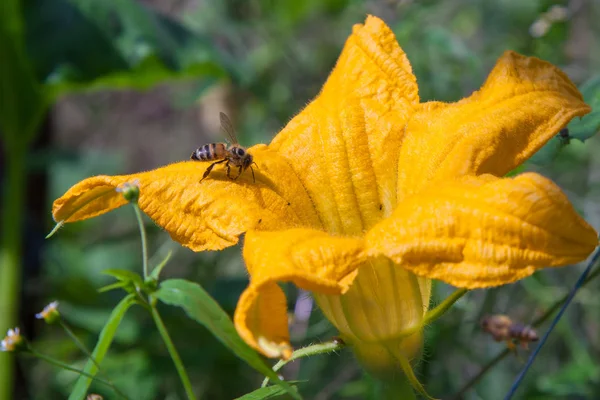 Bienen bestäuben Blütenkürbisse — Stockfoto
