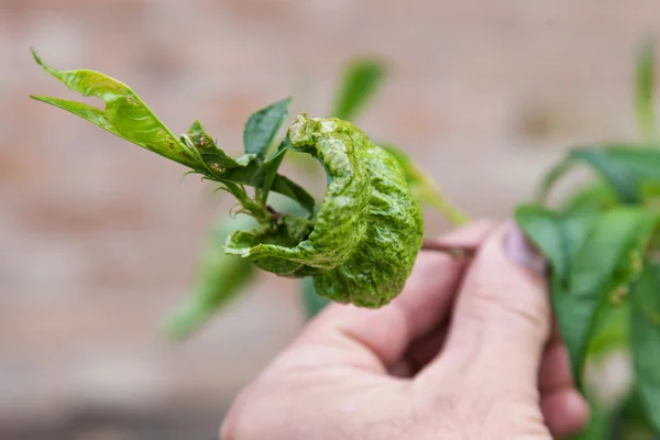 Rizo de hoja de melocotón, taphrina deformans — Foto de Stock