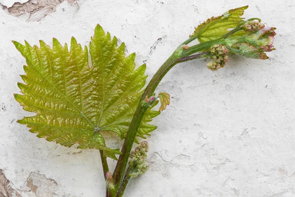 Druivenblad met bloeiende toppen — Stockfoto