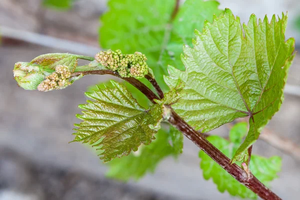 Young grape clusters — Stock Photo, Image
