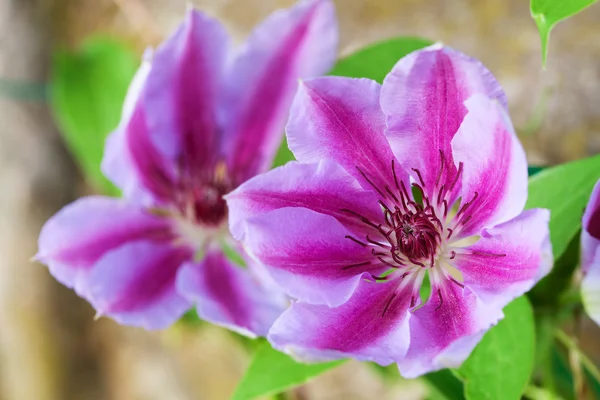 Bella rosa clematide fiore primo piano Fotografia Stock