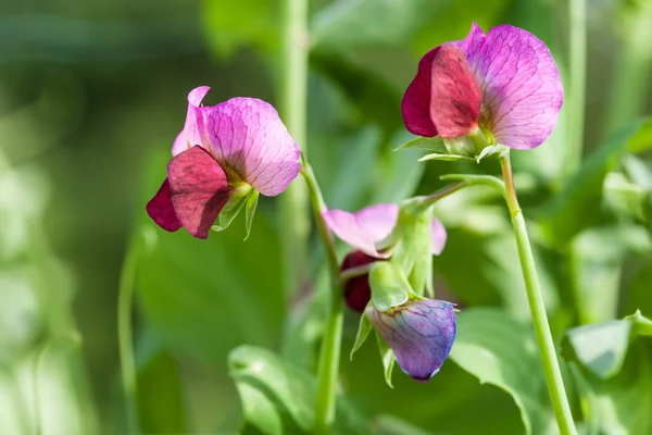 Photo flowering sweet pea — Stock Photo, Image