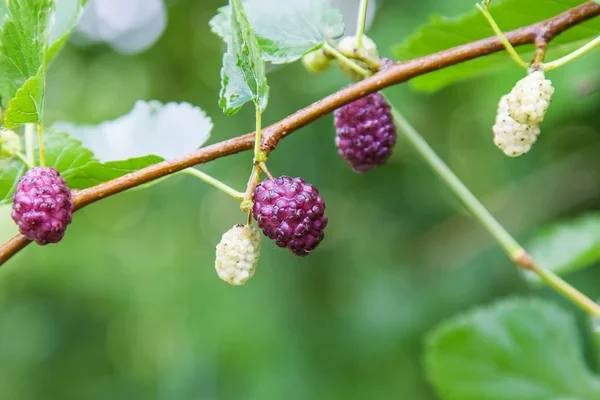 Frutti di bosco in natura — Foto Stock