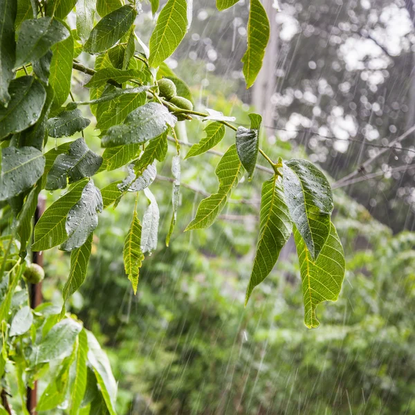 Fuerte lluvia en el jardín — Foto de Stock