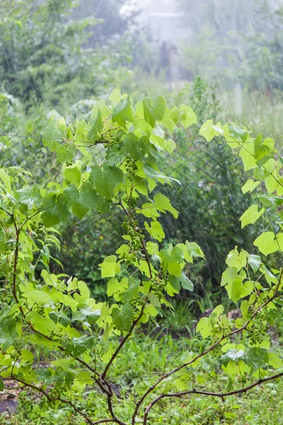 Arbustos de uva durante a chuva forte — Fotografia de Stock