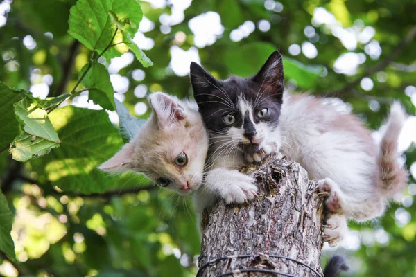 Два котенка сидят на дереве — стоковое фото