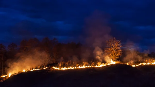 Bushfire en la noche — Foto de Stock