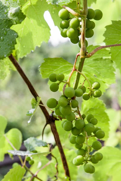 Young bunch of grapes — Stock Photo, Image