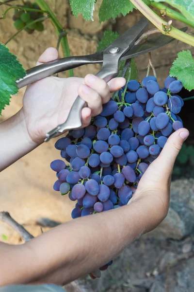 Picking grapes - harvest time — Stock Photo, Image