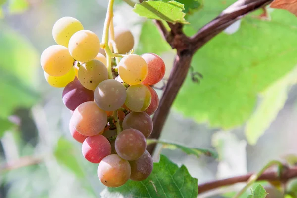 Bunch of ripening wine grapes — Stock Photo, Image