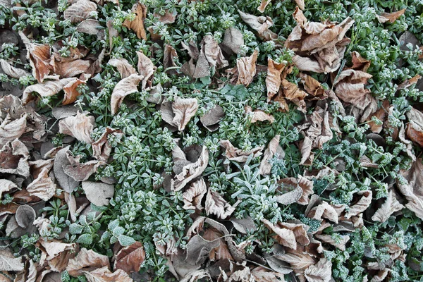 Çimlerin üzerine düşen yapraklar dondurulmuş — Stok fotoğraf