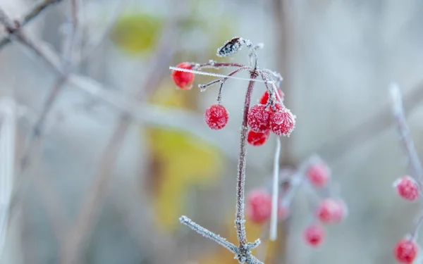 Frost ile kaplı kırmızı meyveler — Stok fotoğraf