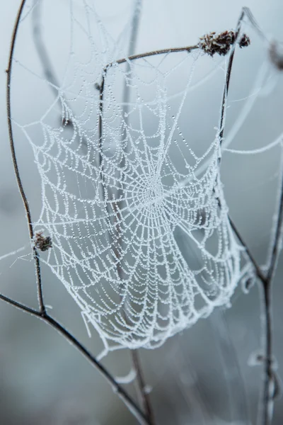 Spinnenweb bedekt met vorst — Stockfoto