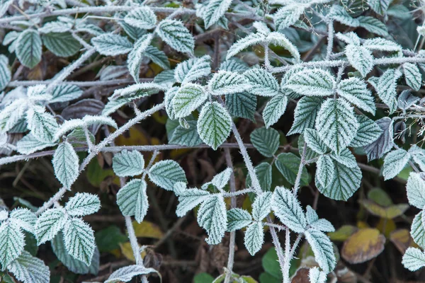 黑莓叶覆盖着霜冻 — 图库照片