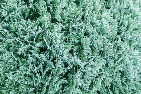 Coniferous branches covered with hoarfrost — Stock Photo, Image