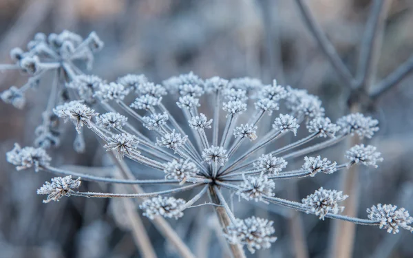 Herb familj umbellate täckt rimfrost — Stockfoto