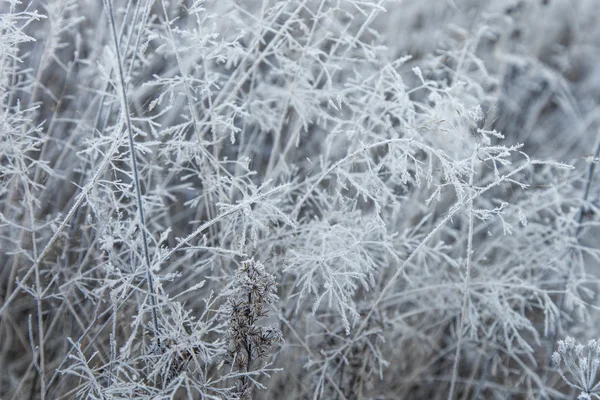 干草地覆盖着霜 — 图库照片