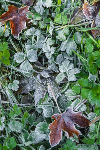 Çimlerin üzerine düşen yapraklar dondurulmuş — Stok fotoğraf