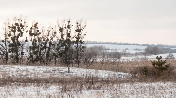 Gloomy winter landscape — Stock Photo, Image