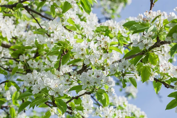 Kwiat drzewa gruszy wiosną — Zdjęcie stockowe