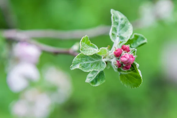 Nieotwarte pączki kwiatów jabłoni — Zdjęcie stockowe