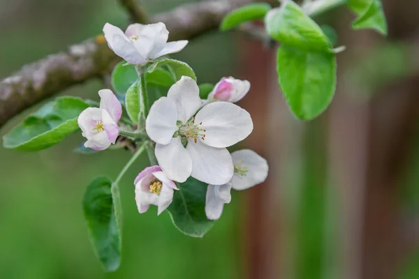 Apple drzewo kwiat makro — Zdjęcie stockowe