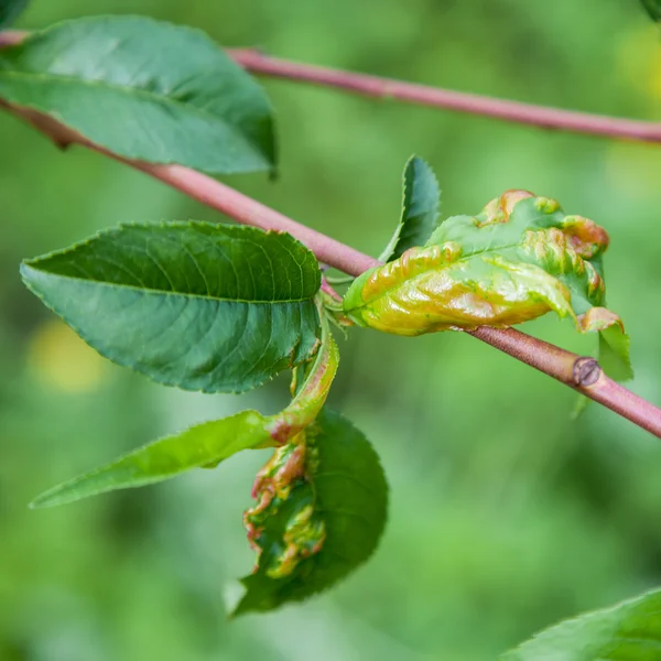 Rizo de hoja de melocotón, taphrina deformans — Foto de Stock