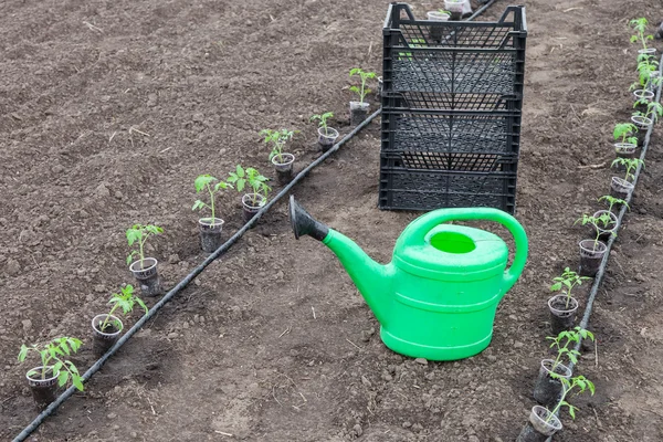 Tomato seedlings prepared for planting — Stock Photo, Image