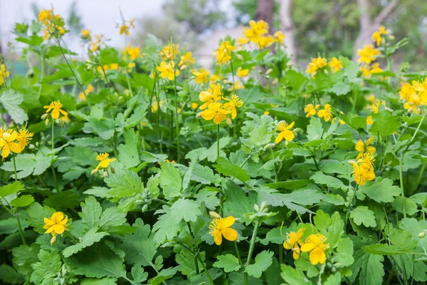 Thickets of flowering Celandine plants — Stock Photo, Image