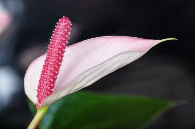 Flamingo çiçeği yakın çekim