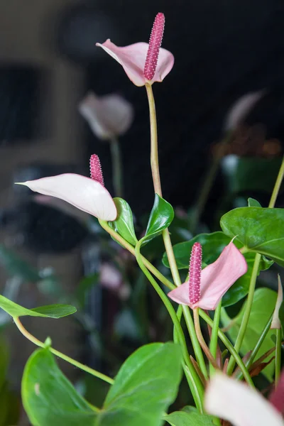 Fiore fenicottero rosa — Foto Stock